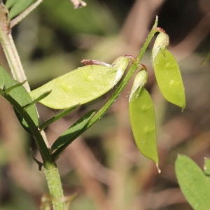 Photographie n°305639 du taxon Vicia disperma DC.