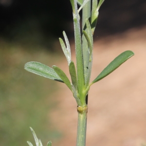 Photographie n°305648 du taxon Spartium junceum L. [1753]