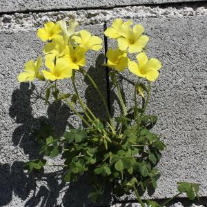Photographie n°305652 du taxon Oxalis pes-caprae L.