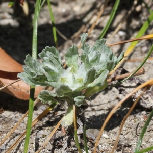 Photographie n°305658 du taxon Filago pyramidata L.