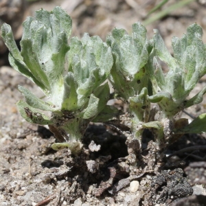 Photographie n°305659 du taxon Filago pyramidata L.