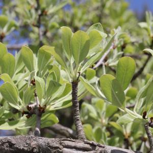 Photographie n°305663 du taxon Pyrus amygdaliformis Vill. [1807]