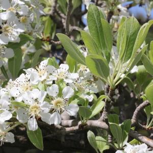 Photographie n°305665 du taxon Pyrus amygdaliformis Vill. [1807]