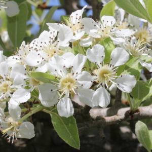 Photographie n°305666 du taxon Pyrus amygdaliformis Vill. [1807]