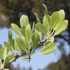 Photographie n°305667 du taxon Pyrus amygdaliformis Vill. [1807]