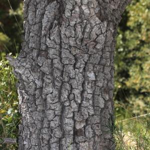 Photographie n°305668 du taxon Pyrus amygdaliformis Vill. [1807]