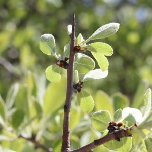 Photographie n°305669 du taxon Pyrus amygdaliformis Vill. [1807]