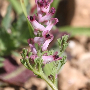 Photographie n°305670 du taxon Fumaria parviflora Lam. [1788]