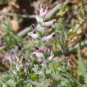 Photographie n°305674 du taxon Fumaria parviflora Lam. [1788]