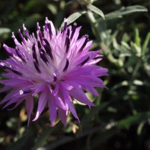 Photographie n°305687 du taxon Centaurea aspera subsp. pseudosphaerocephala (Shuttlew. ex Rouy) Gugler [1907]