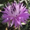  Liliane Roubaudi - Centaurea aspera subsp. pseudosphaerocephala (Shuttlew. ex Rouy) Gugler [1907]