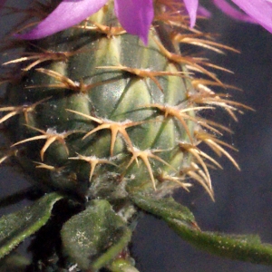  - Centaurea aspera subsp. pseudosphaerocephala (Shuttlew. ex Rouy) Gugler [1907]
