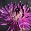  Liliane Roubaudi - Centaurea aspera subsp. pseudosphaerocephala (Shuttlew. ex Rouy) Gugler [1907]