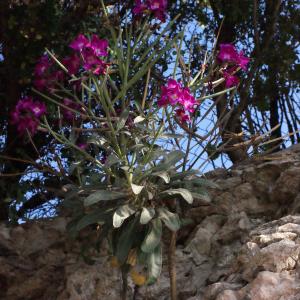 Photographie n°305761 du taxon Matthiola incana (L.) R.Br. [1812]