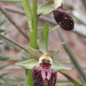 Photographie n°305765 du taxon Ophrys provincialis (Baumann & Künkele) Paulus [1988]