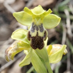  - Ophrys fusca Link [1800]