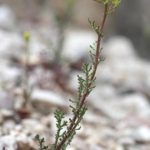 Photographie n°305775 du taxon Senecio gallicus Vill. [1786]