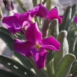 Photographie n°305776 du taxon Matthiola incana (L.) R.Br. [1812]