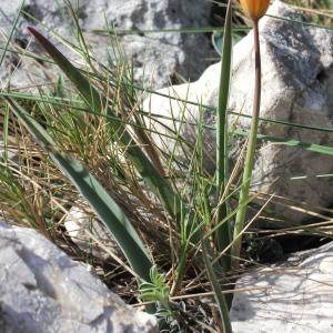 Photographie n°305782 du taxon Tulipa sylvestris subsp. australis (Link) Pamp.