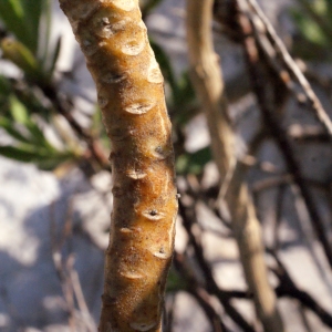 Photographie n°305785 du taxon Matthiola incana (L.) R.Br. [1812]