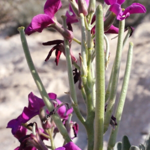 Photographie n°305790 du taxon Matthiola incana (L.) R.Br. [1812]