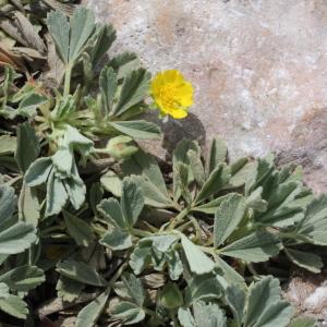 Photographie n°305794 du taxon Potentilla cinerea Chaix ex Vill. [1779]