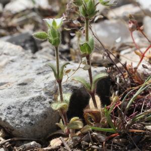 Photographie n°305802 du taxon Cerastium pumilum Curtis
