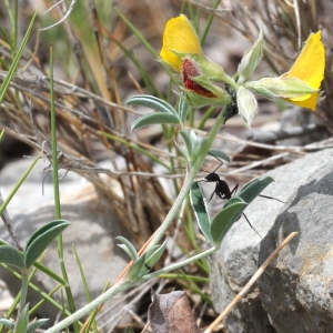 Photographie n°305803 du taxon Argyrolobium zanonii (Turra) P.W.Ball