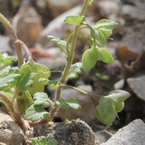 Photographie n°305805 du taxon Veronica polita Fr.