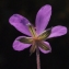  Liliane Roubaudi - Erodium chium (L.) Willd. [1794]