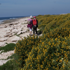 Photographie n°305886 du taxon Medicago arborea L. [1753]