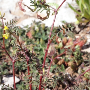 Photographie n°306024 du taxon Hippocrepis ciliata Willd. [1808]