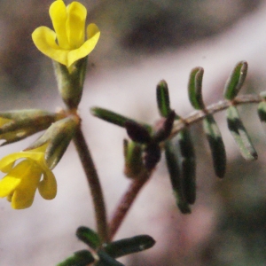 Photographie n°306028 du taxon Hippocrepis ciliata Willd. [1808]