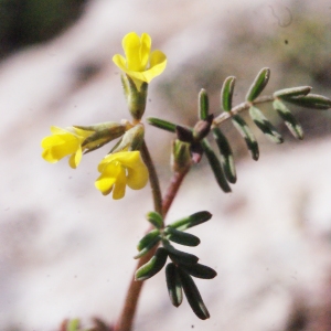 Photographie n°306029 du taxon Hippocrepis ciliata Willd. [1808]