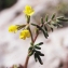  Liliane Roubaudi - Hippocrepis ciliata Willd. [1808]