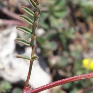 Photographie n°306031 du taxon Hippocrepis ciliata Willd. [1808]