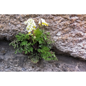 Corydalis lutea subsp. ochroleuca (W.D.J.Koch) Bonnier (Corydale jaune pâle)