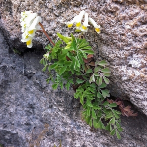  - Corydalis ochroleuca W.D.J.Koch