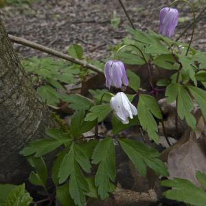 Photographie n°306288 du taxon Anemone nemorosa L. [1753]