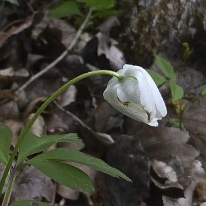 Photographie n°306290 du taxon Anemone nemorosa L. [1753]