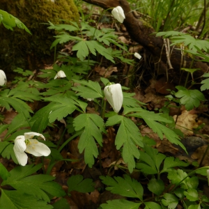 Photographie n°306291 du taxon Anemone nemorosa L. [1753]