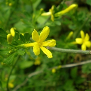 Jasminum heterophyllum Moench (Jasmin d'été)