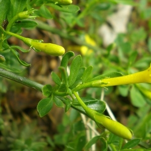 Photographie n°306293 du taxon Jasminum fruticans L. [1753]