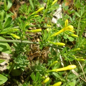 Photographie n°306294 du taxon Jasminum fruticans L. [1753]