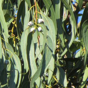 Photographie n°306299 du taxon Eucalyptus globulus Labill. [1800]