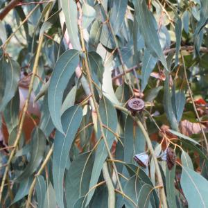 Photographie n°306303 du taxon Eucalyptus globulus Labill. [1800]