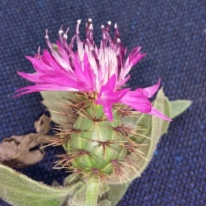 Photographie n°306446 du taxon Centaurea sphaerocephala L. [1753]