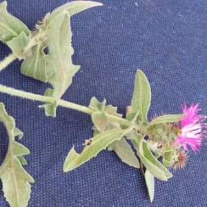 Photographie n°306447 du taxon Centaurea sphaerocephala L. [1753]