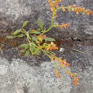 Photographie n°306450 du taxon Rumex acetosella L. [1753]