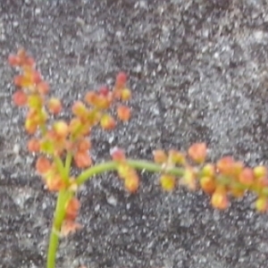 Photographie n°306451 du taxon Rumex acetosella L. [1753]
